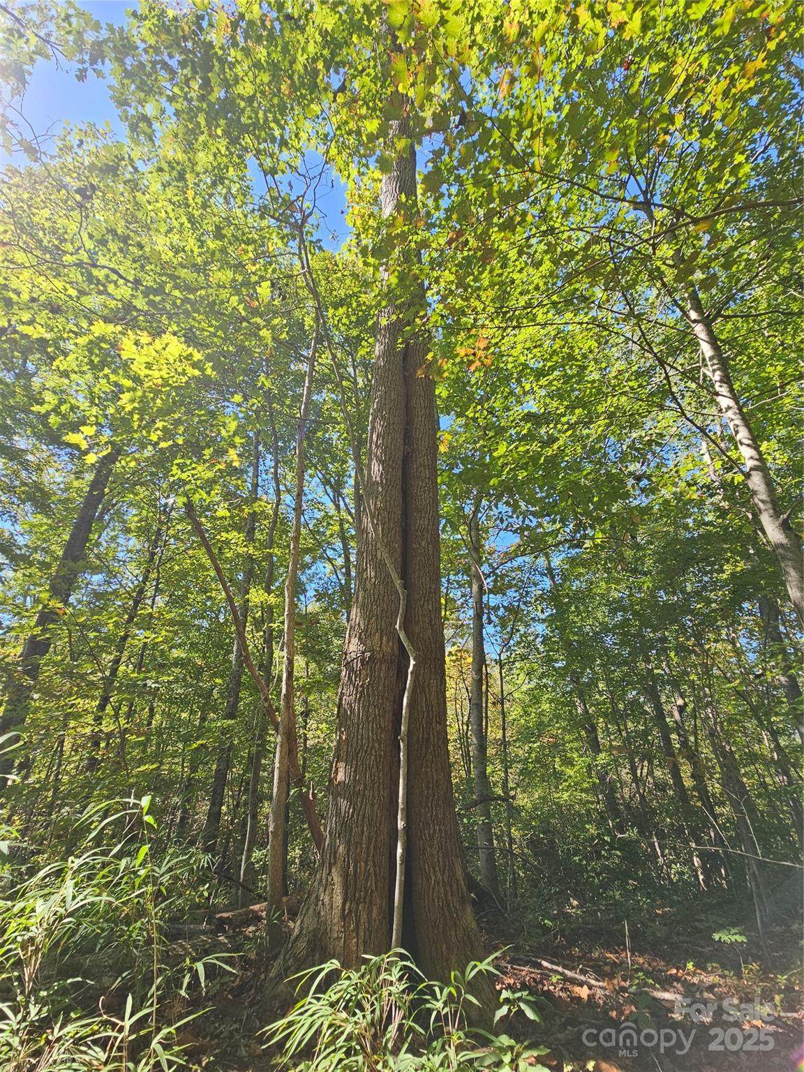 TBD Lackey Town Road - Photo 1