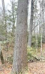 0 Green River Road - Photo 14