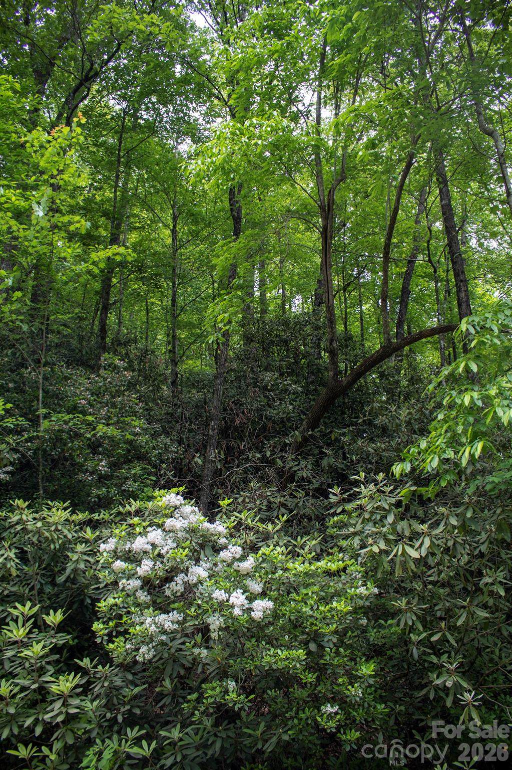 TBD Fox Den Road - Photo 1