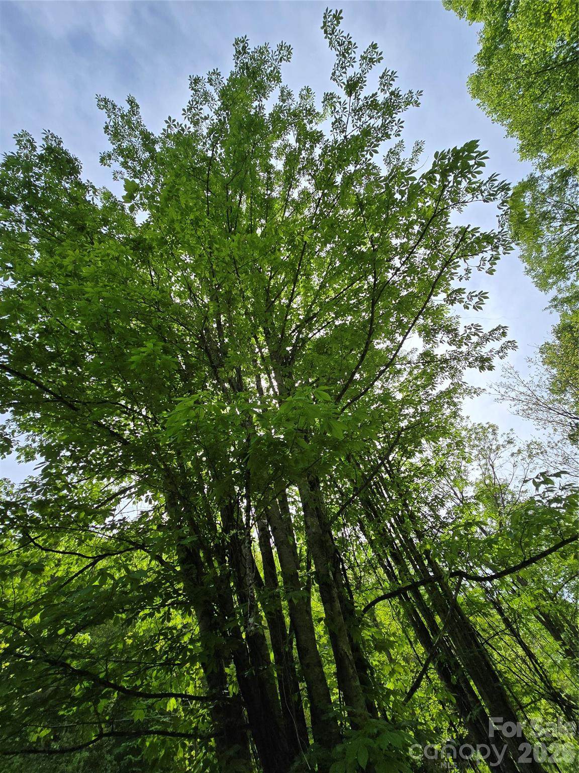https://bt-photos.global.ssl.fastly.net/cmls/1280_boomver_1_4378949-1.jpg