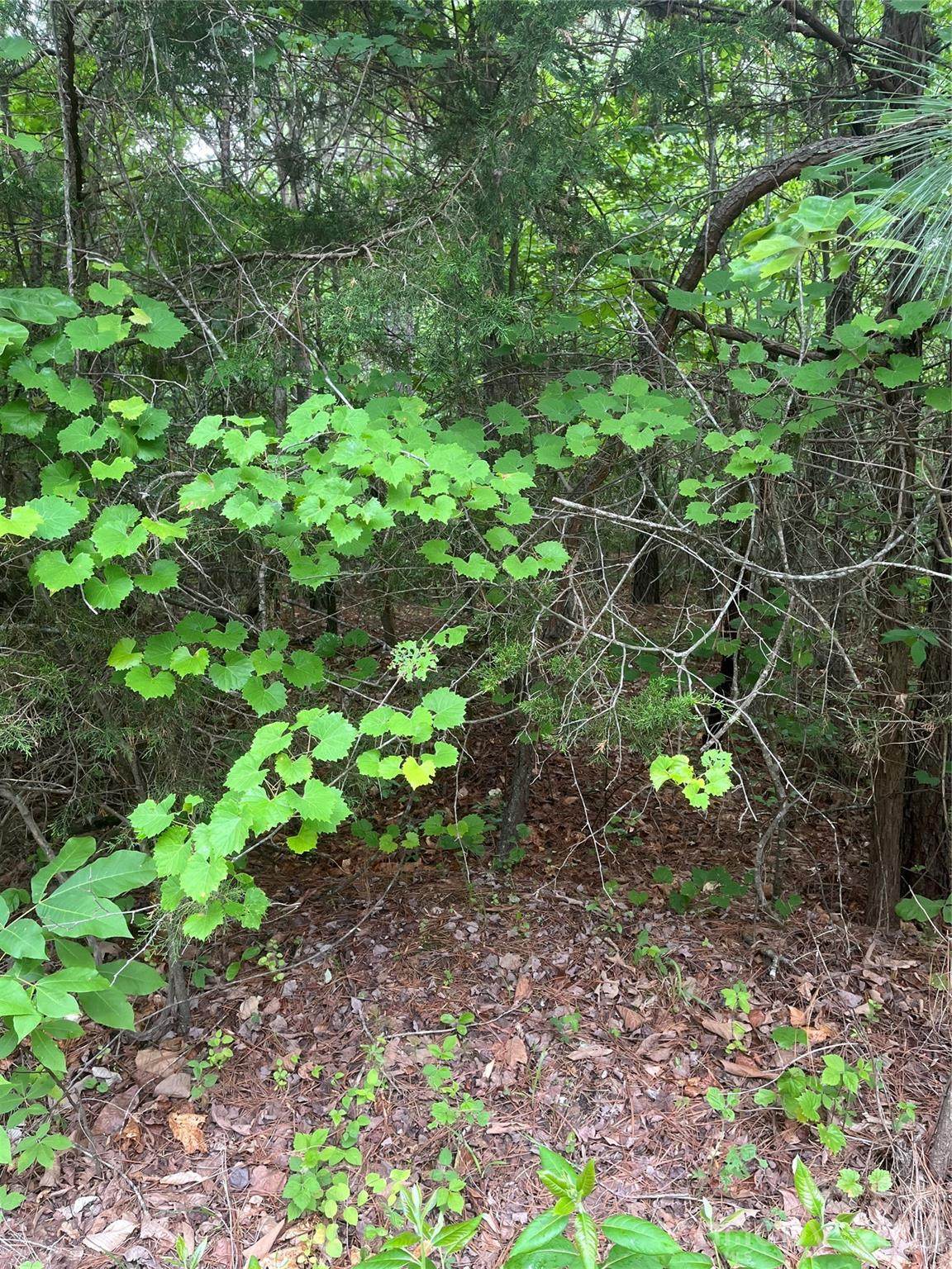https://bt-photos.global.ssl.fastly.net/cmls/1280_boomver_1_4380035-1.jpg