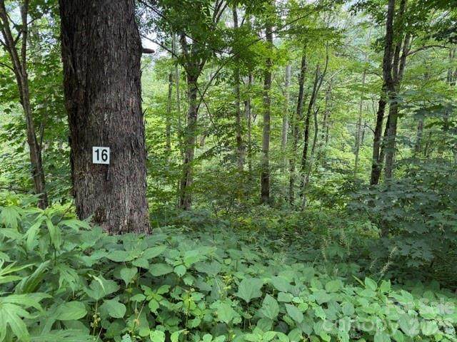 Lot 16 Iga Trail - Photo 1