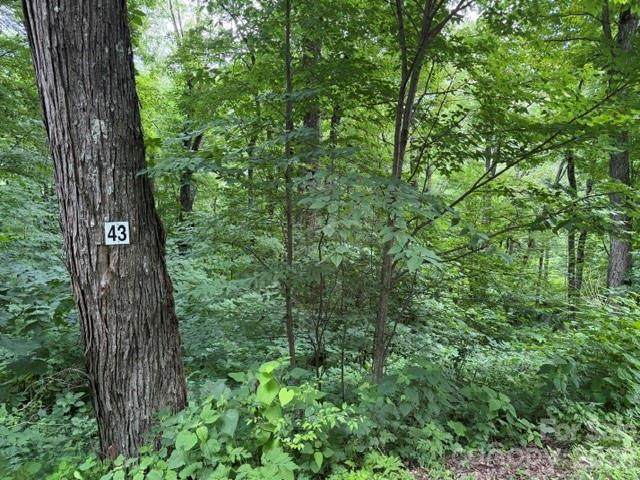 Lot 43 Gata Trail - Photo 1