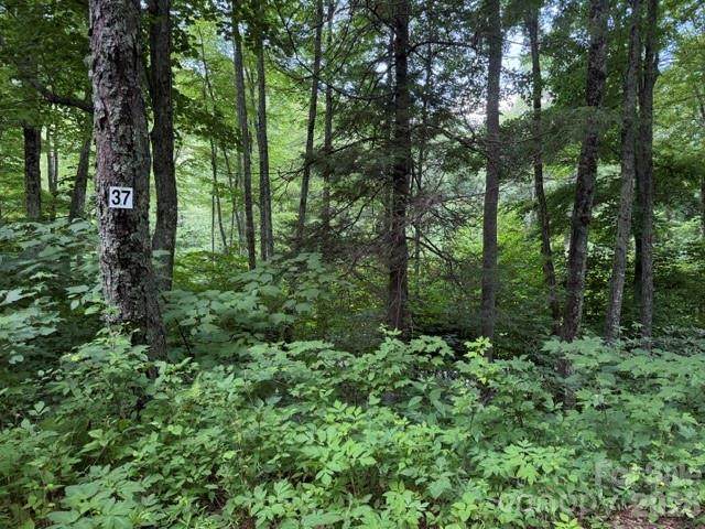 Lot 37 Odalu Trail - Photo 1