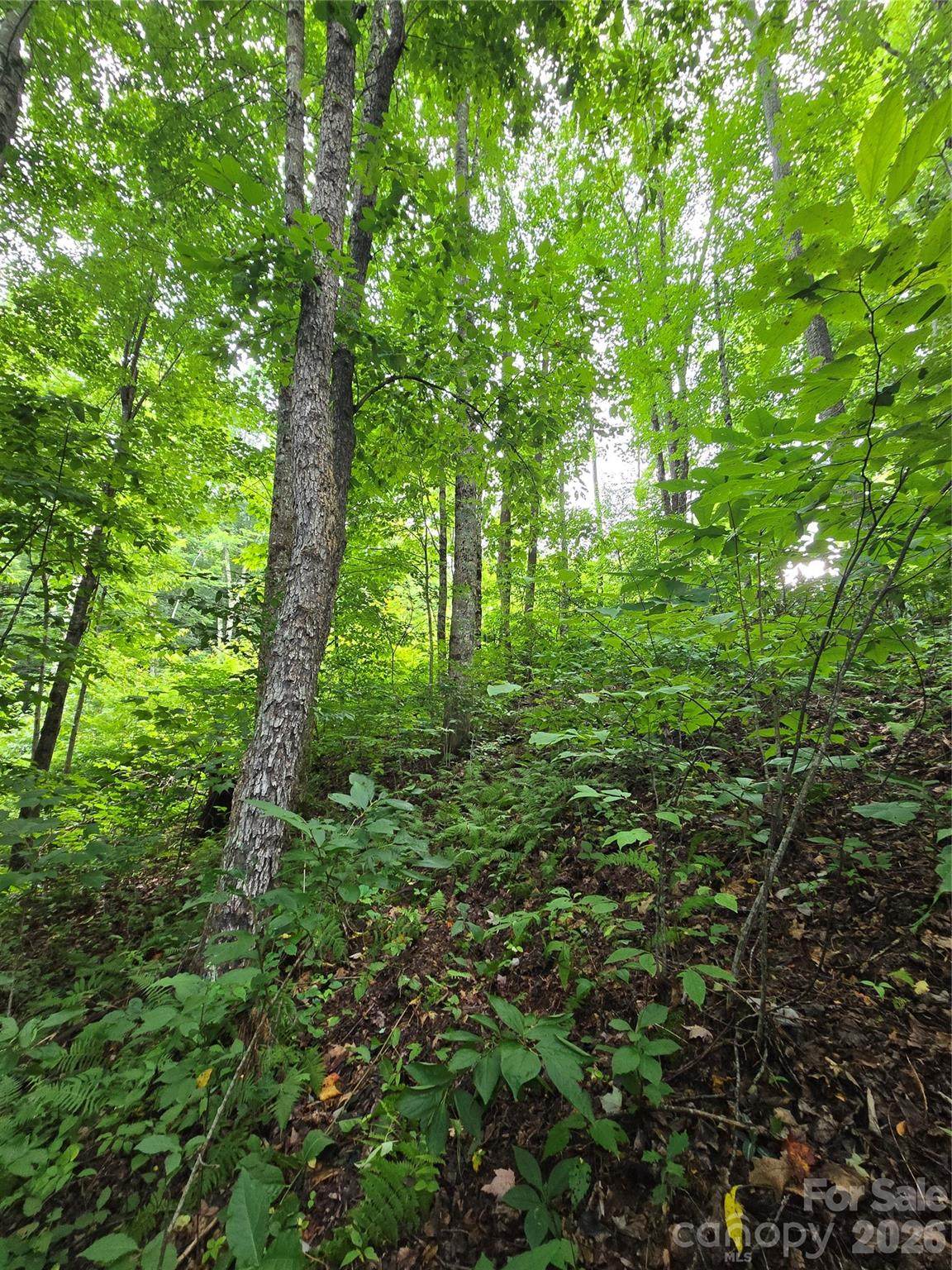 108 Tenderfoot Trail - Photo 1