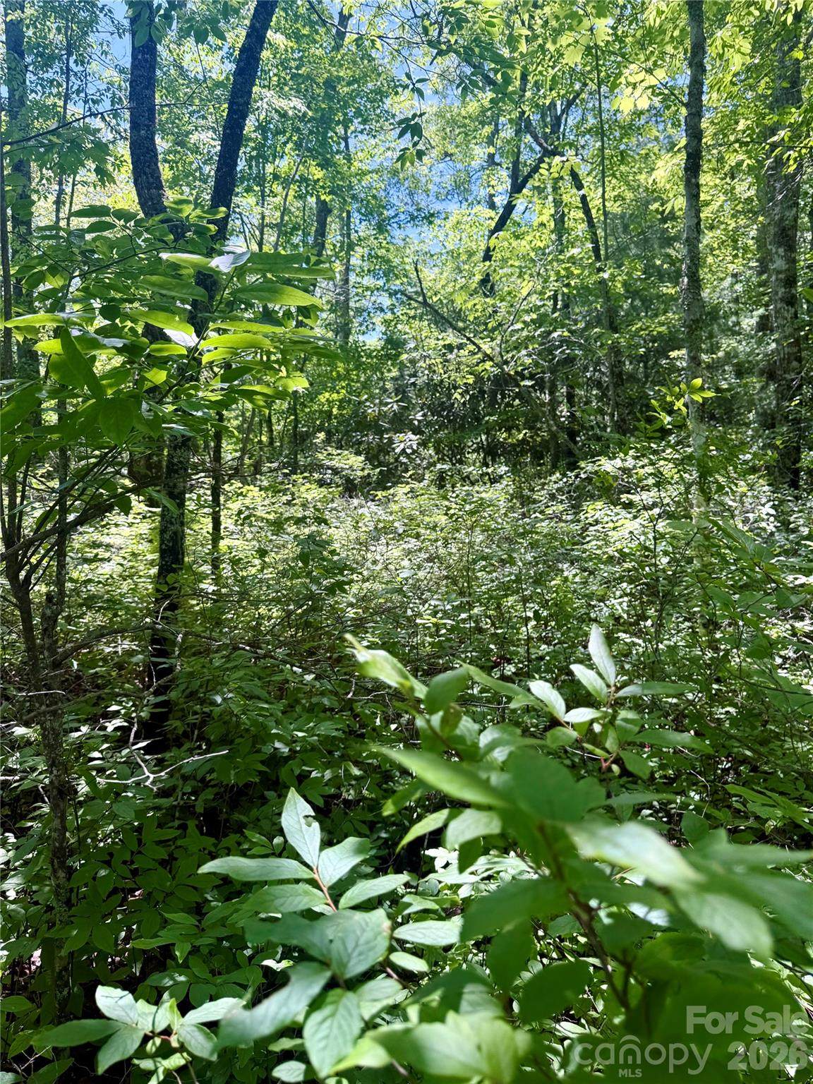 TBD Indian Lake Road - Photo 1