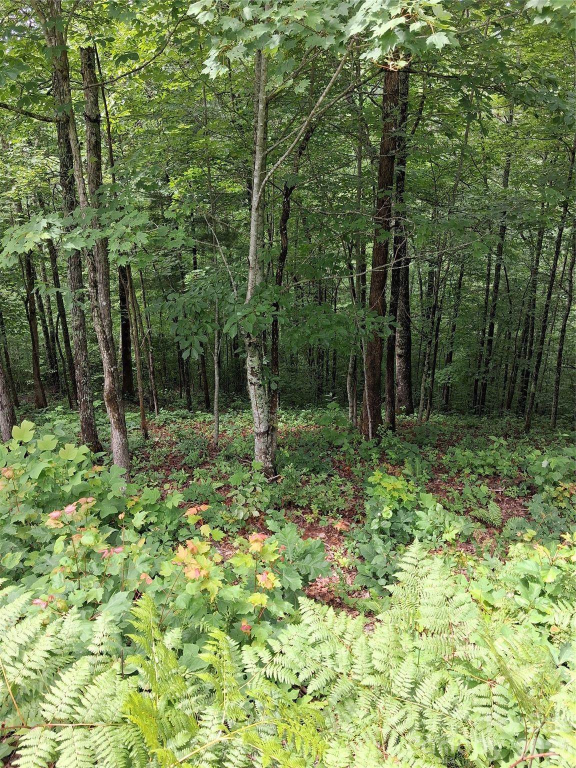 TBD Preservation Trail - Photo 1