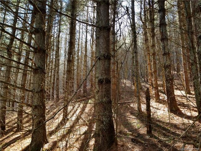 36+ acres OFF Scronce Creek Road - Photo 1