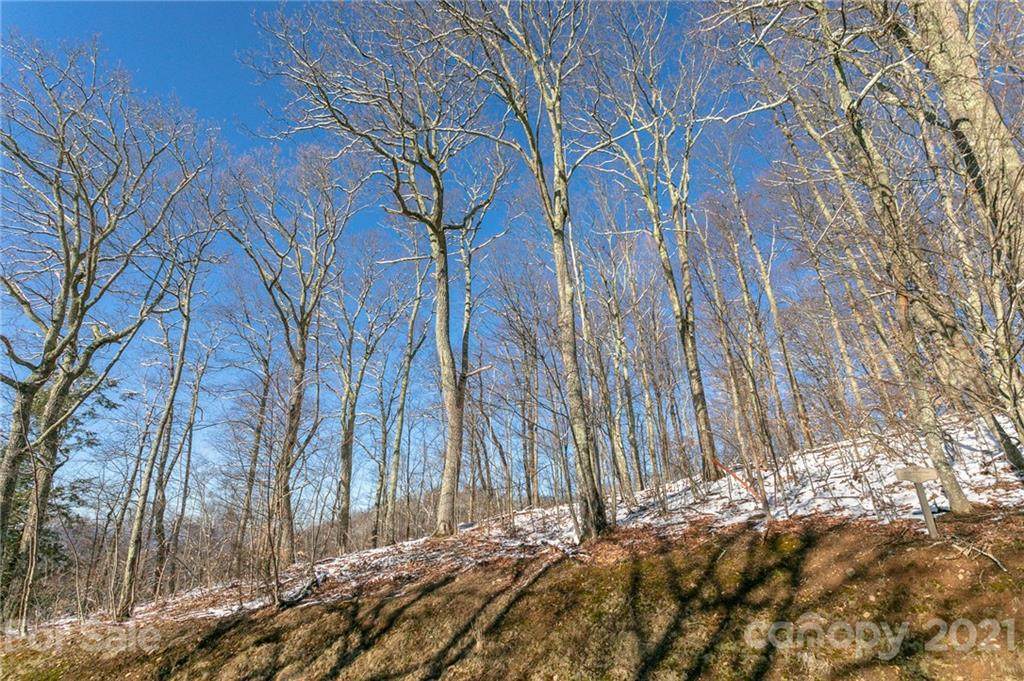 Lot 17 Old Growth Forest Road - Photo 1