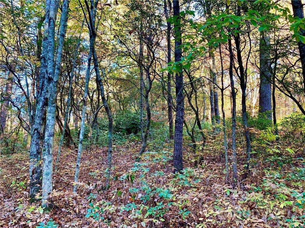 TBD Tellico Lane - Photo 1