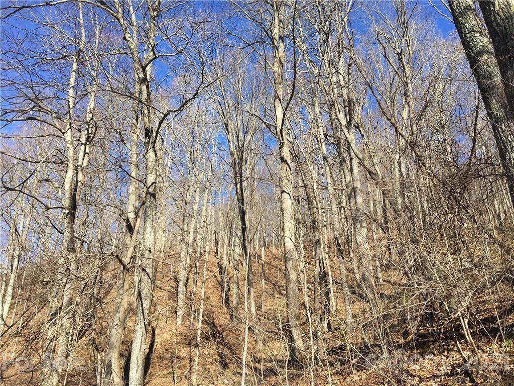 TBD Red Oak Forest Road - Photo 1
