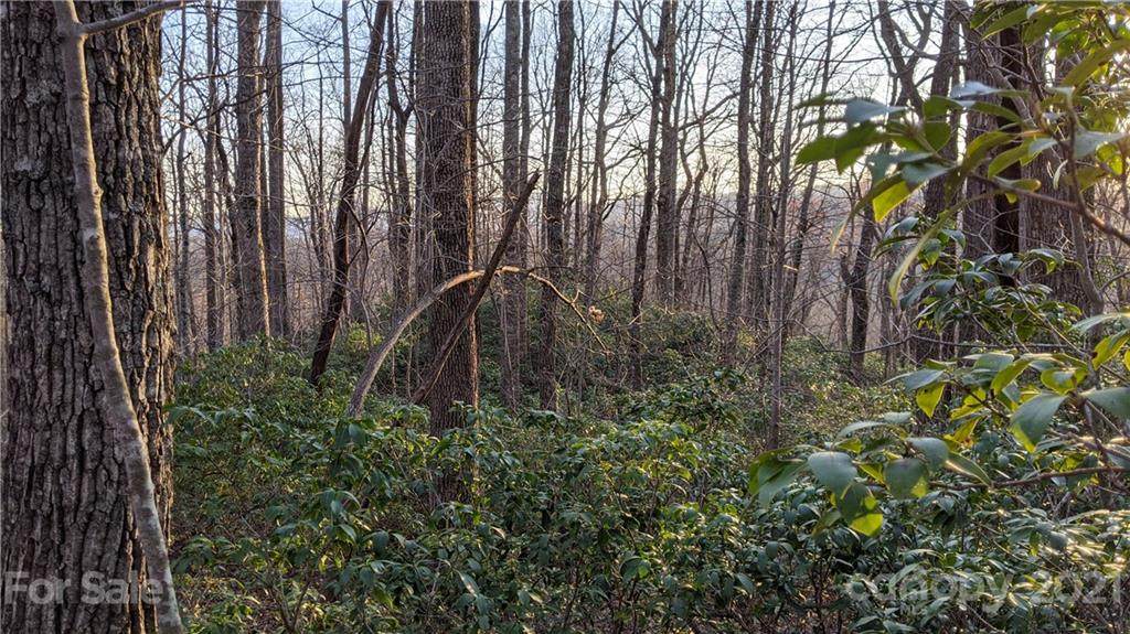 12.6 Acres on Forest Brook Drive - Photo 1