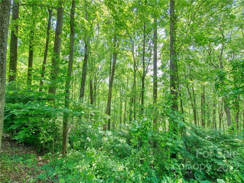 Lot 11 Forest Rose Lane - Photo 1