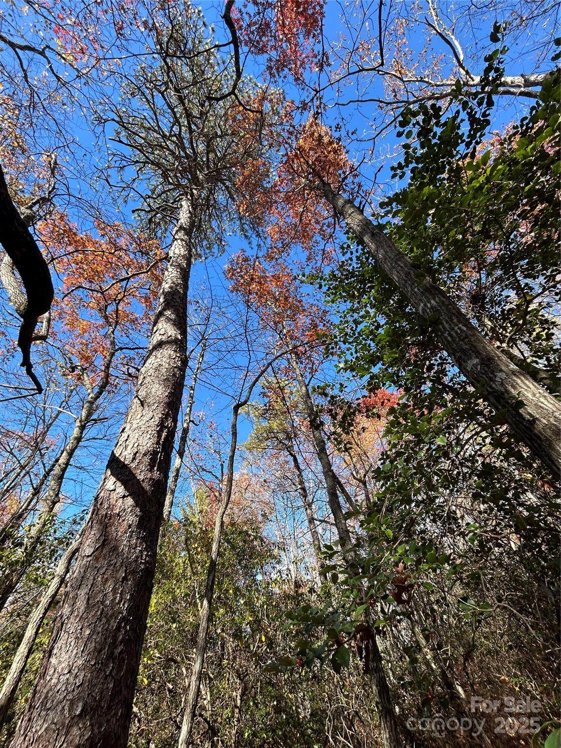 Lot 3 and 4 Oriole Road - Photo 1