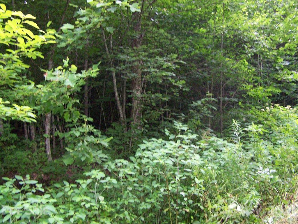 Lot 13 Polk Berry Lane - Photo 1