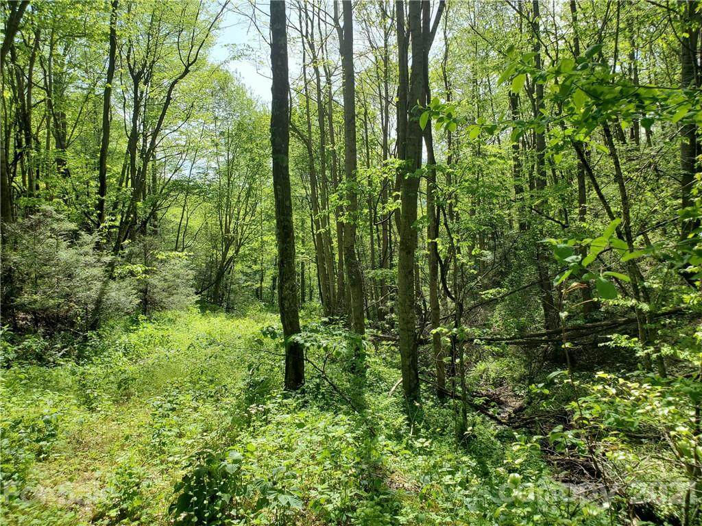 #14 Hemlock Springs Road - Photo 1