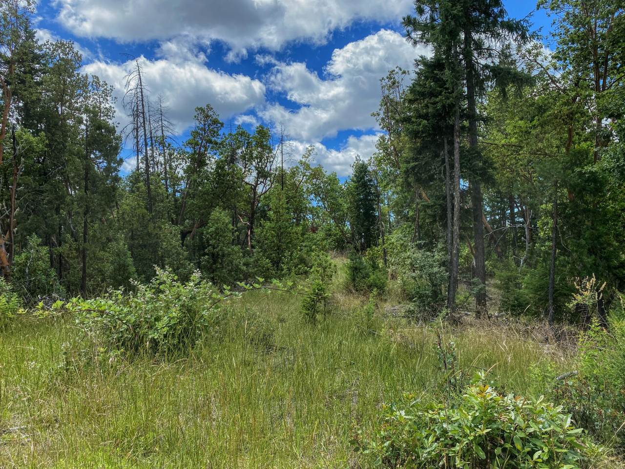 0 Forest Creek Tl11000a Road - Photo 1