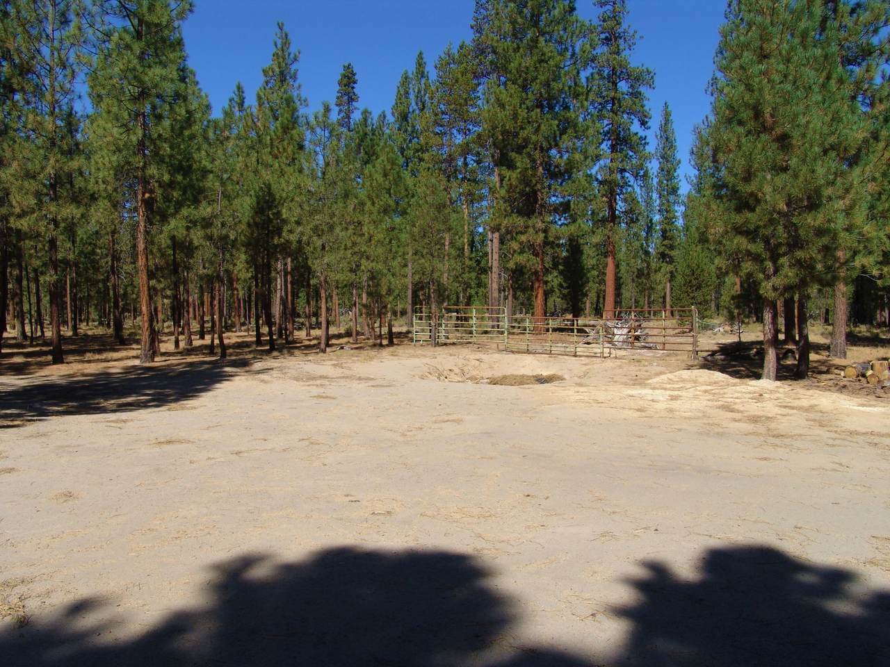 52081 White Fir - Photo 1