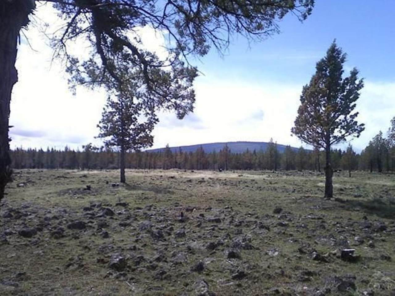 12853 Graham Road - Photo 1