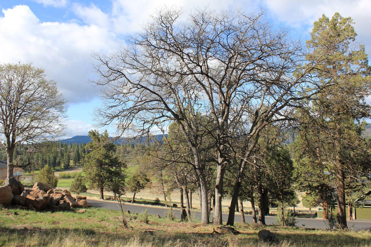 Kingbird Court - Photo 1
