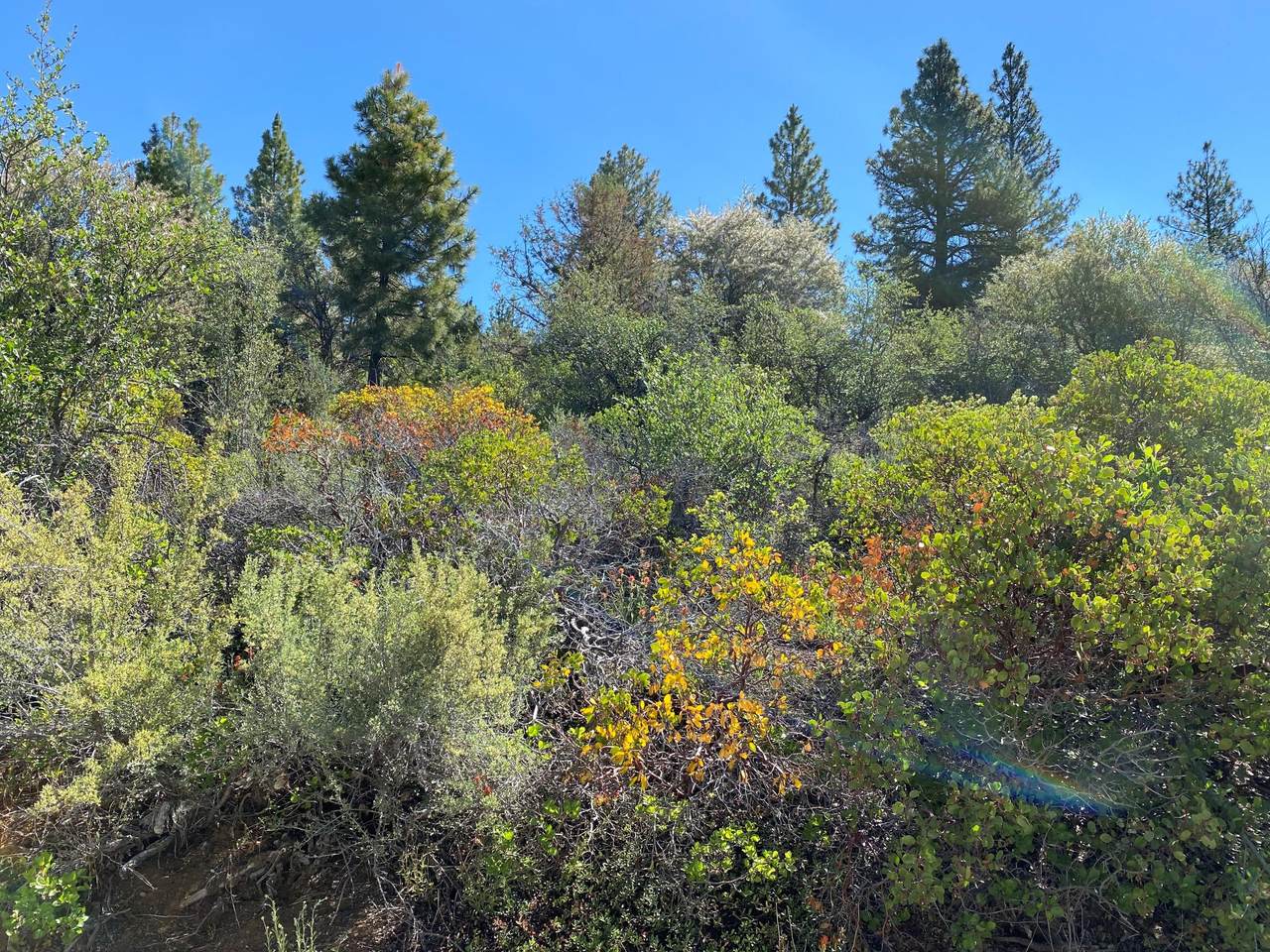 Hummingbird Drive - Photo 1