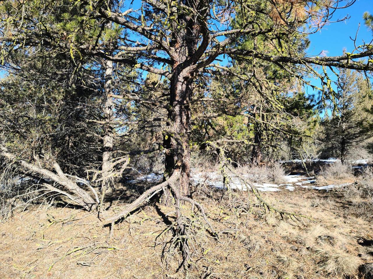 Lot 19 Elk Lane - Photo 1
