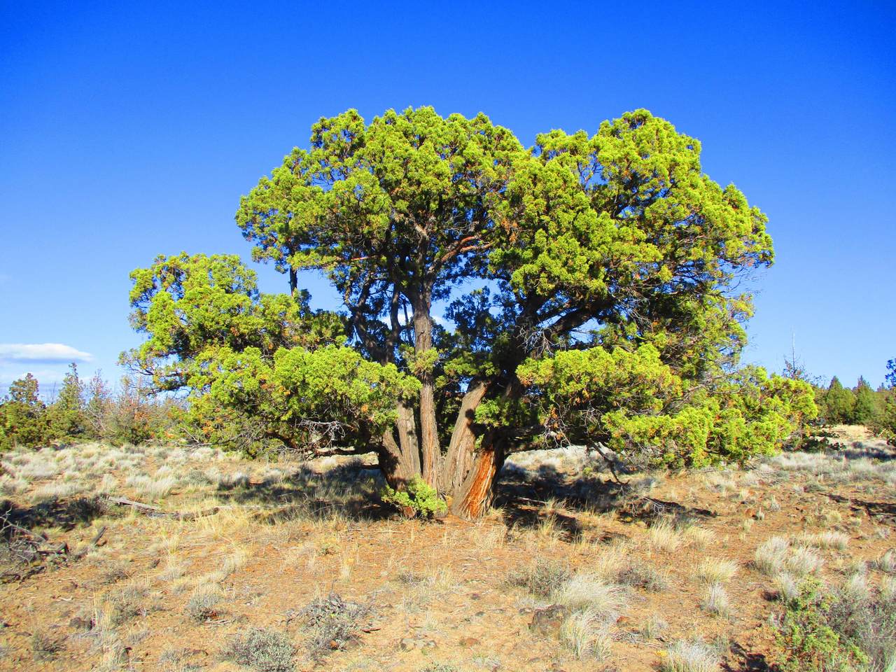 TL2600 Yakima Road - Photo 1