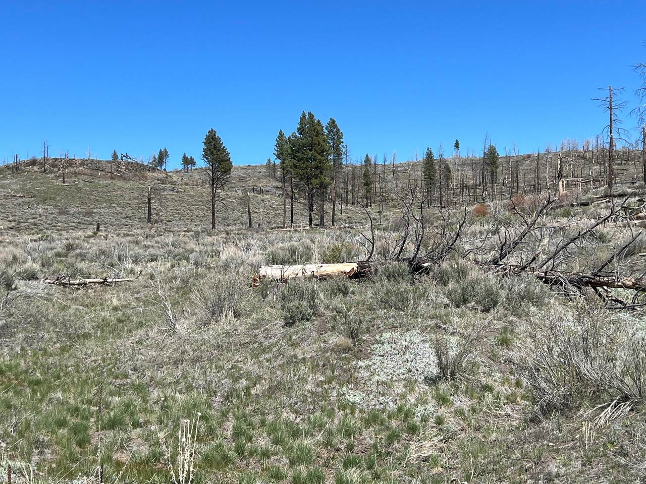 Mule Deer Drive - Photo 1