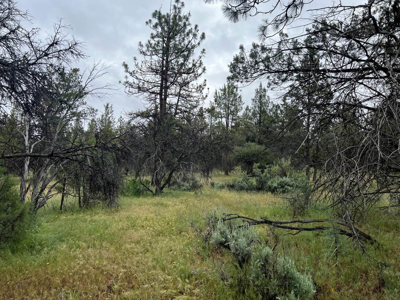 lot 23 Wood Duck Drive - Photo 1