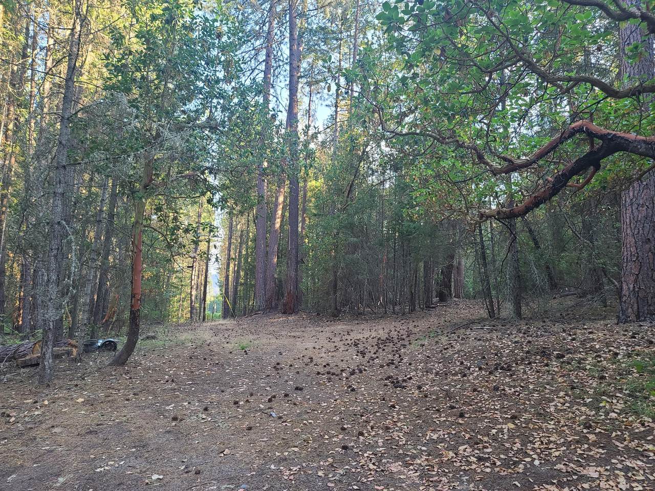 785 Forest Creek Road - Photo 1