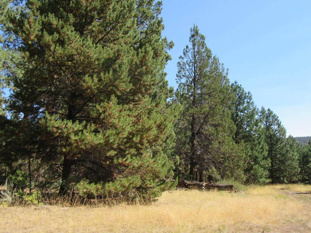 Lot 146 Sleepy Hollow Road - Photo 1