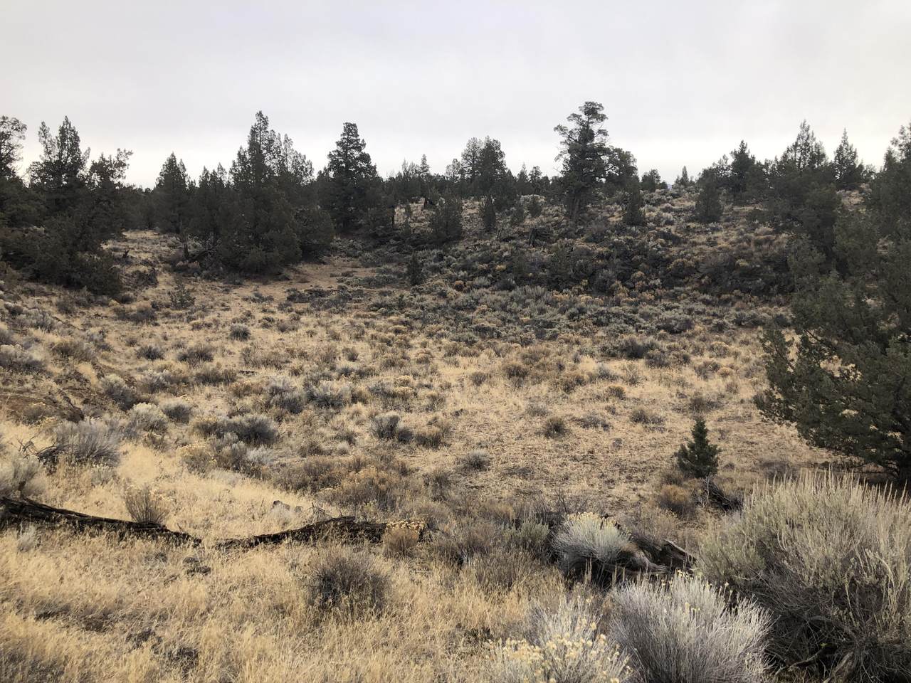 16825 Quail Road - Photo 1