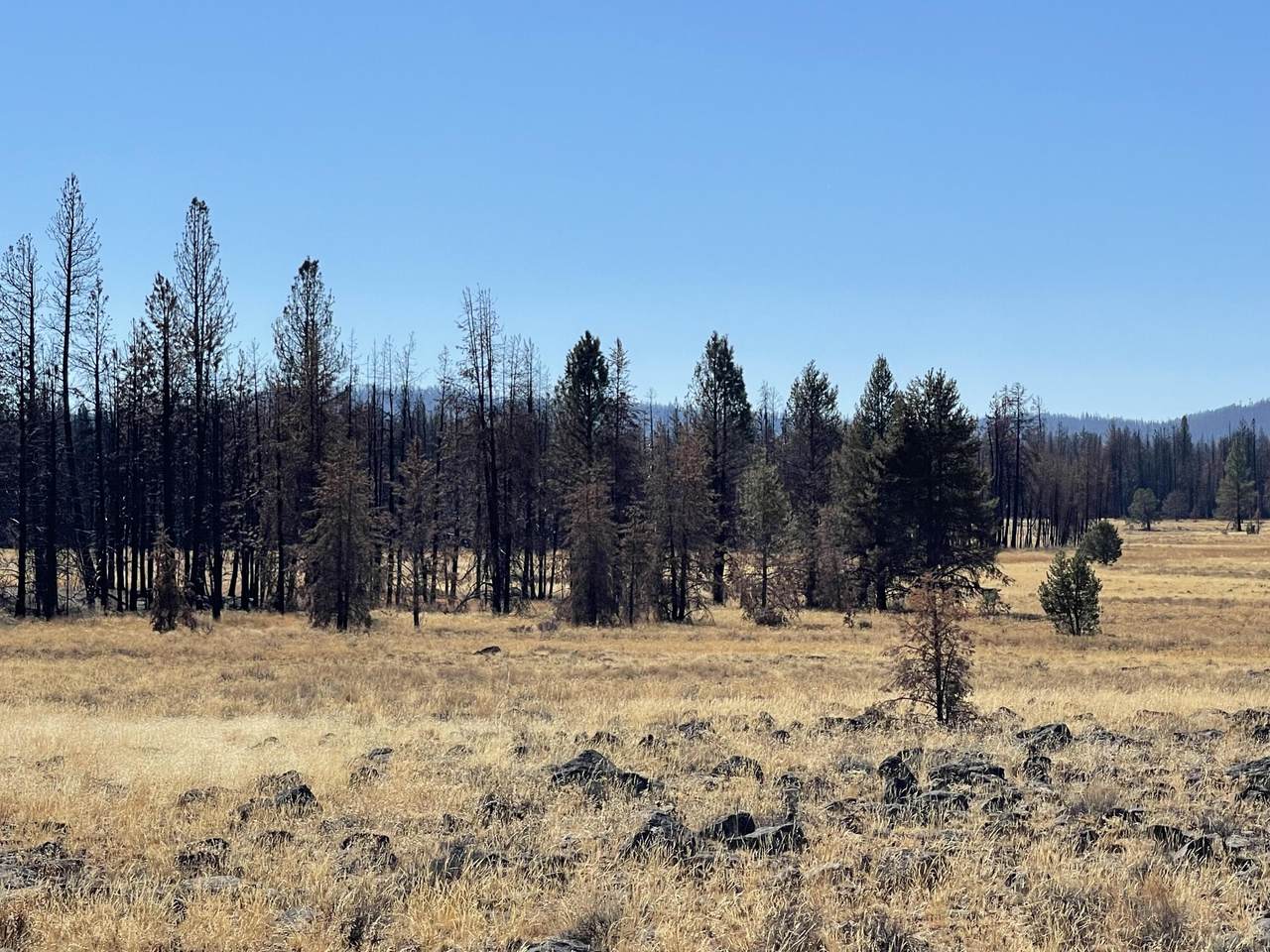 White Birch Lane - Photo 1