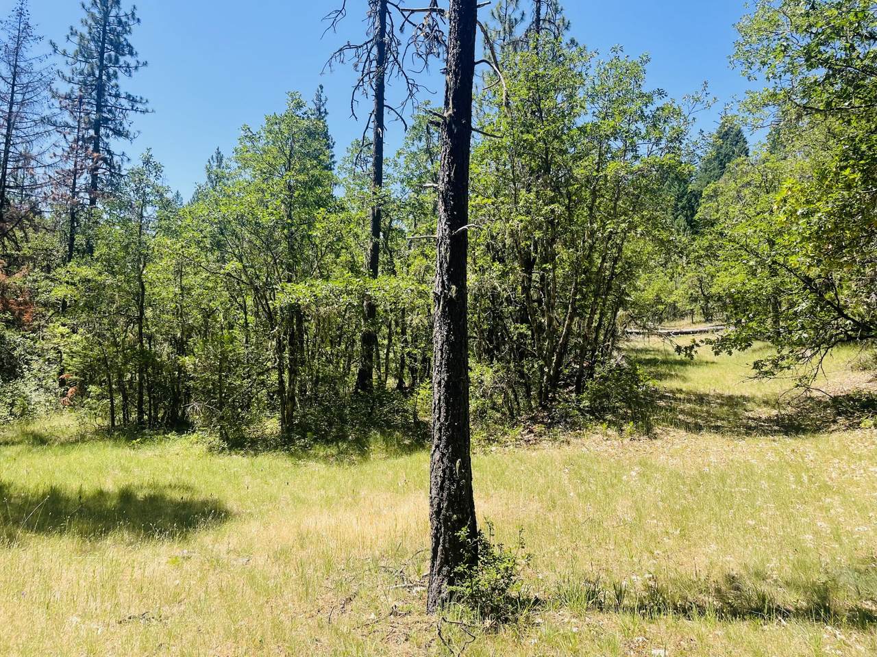 826 Ulrich Road - Photo 1