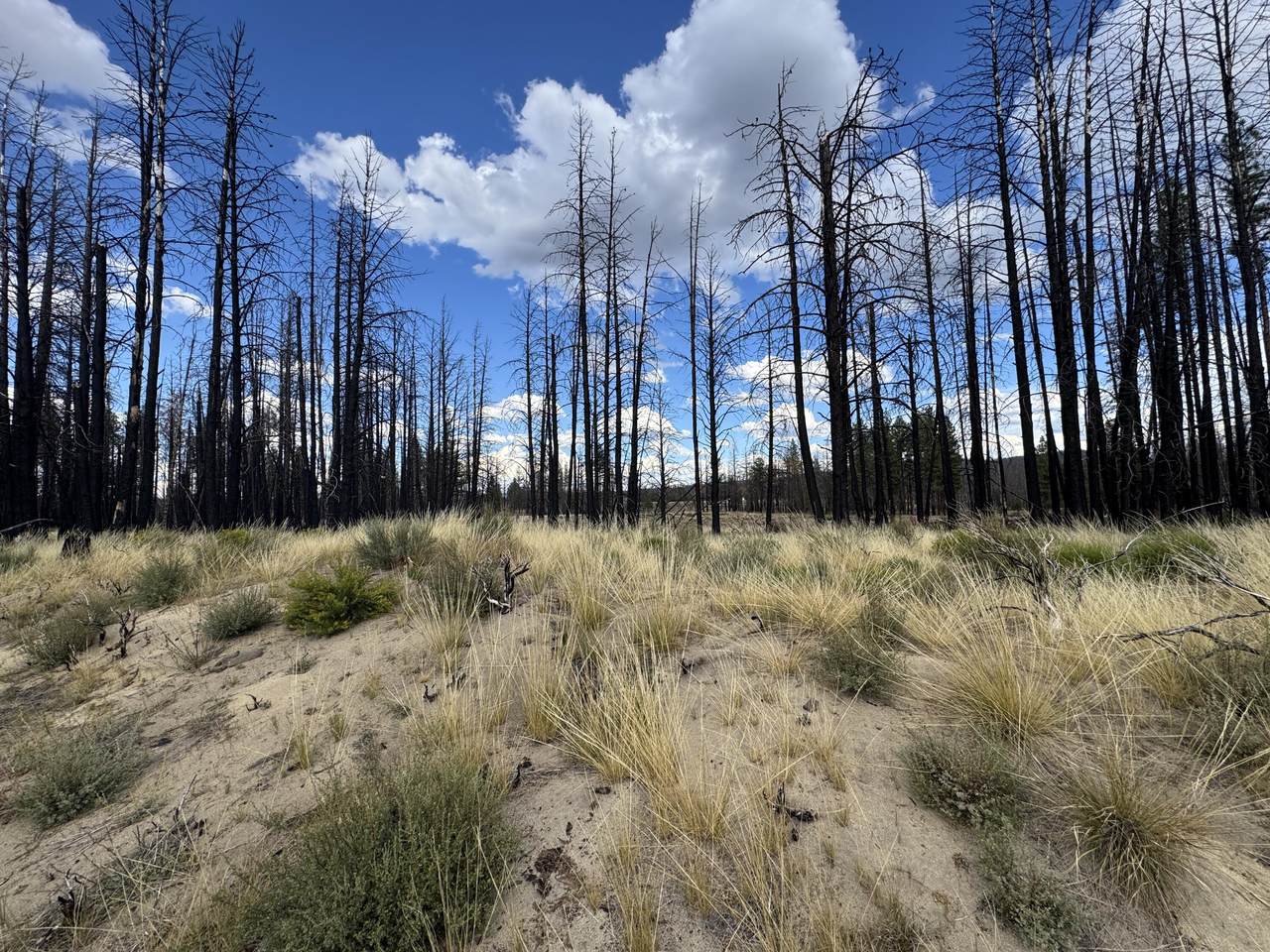 0 Shasta Fir Lane - Photo 1