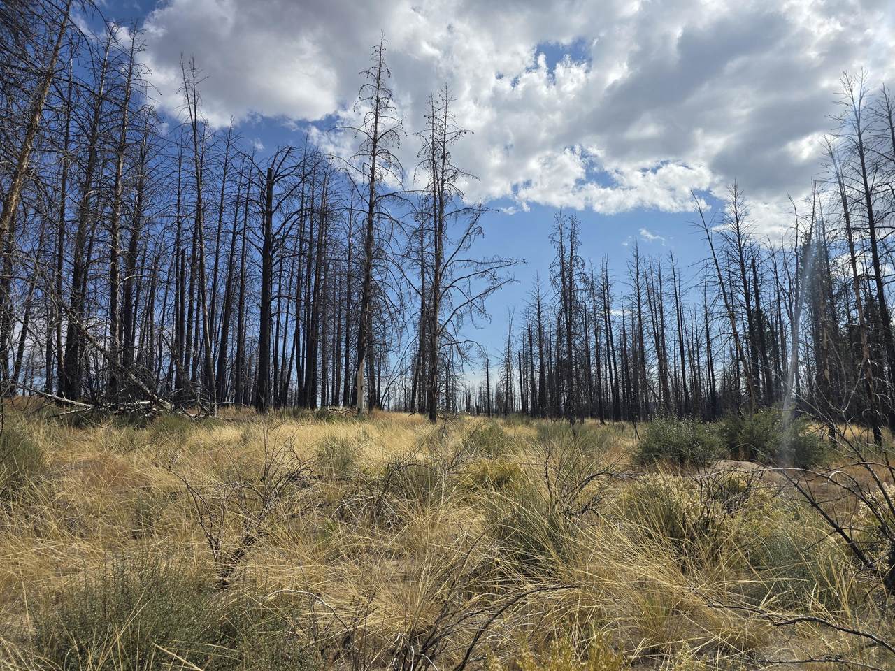  Valley Oak Lane - Photo 1