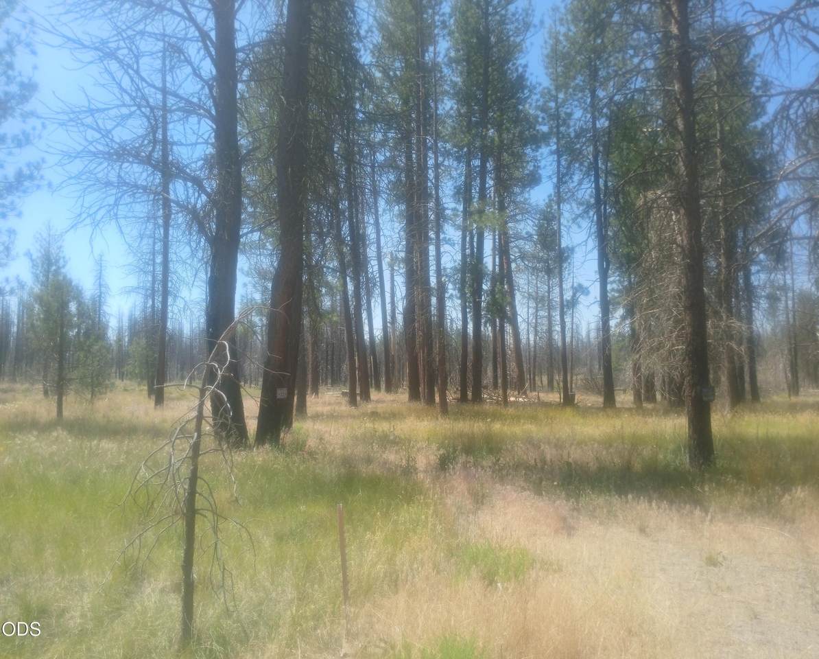 34228 Zebra Lane - Photo 1