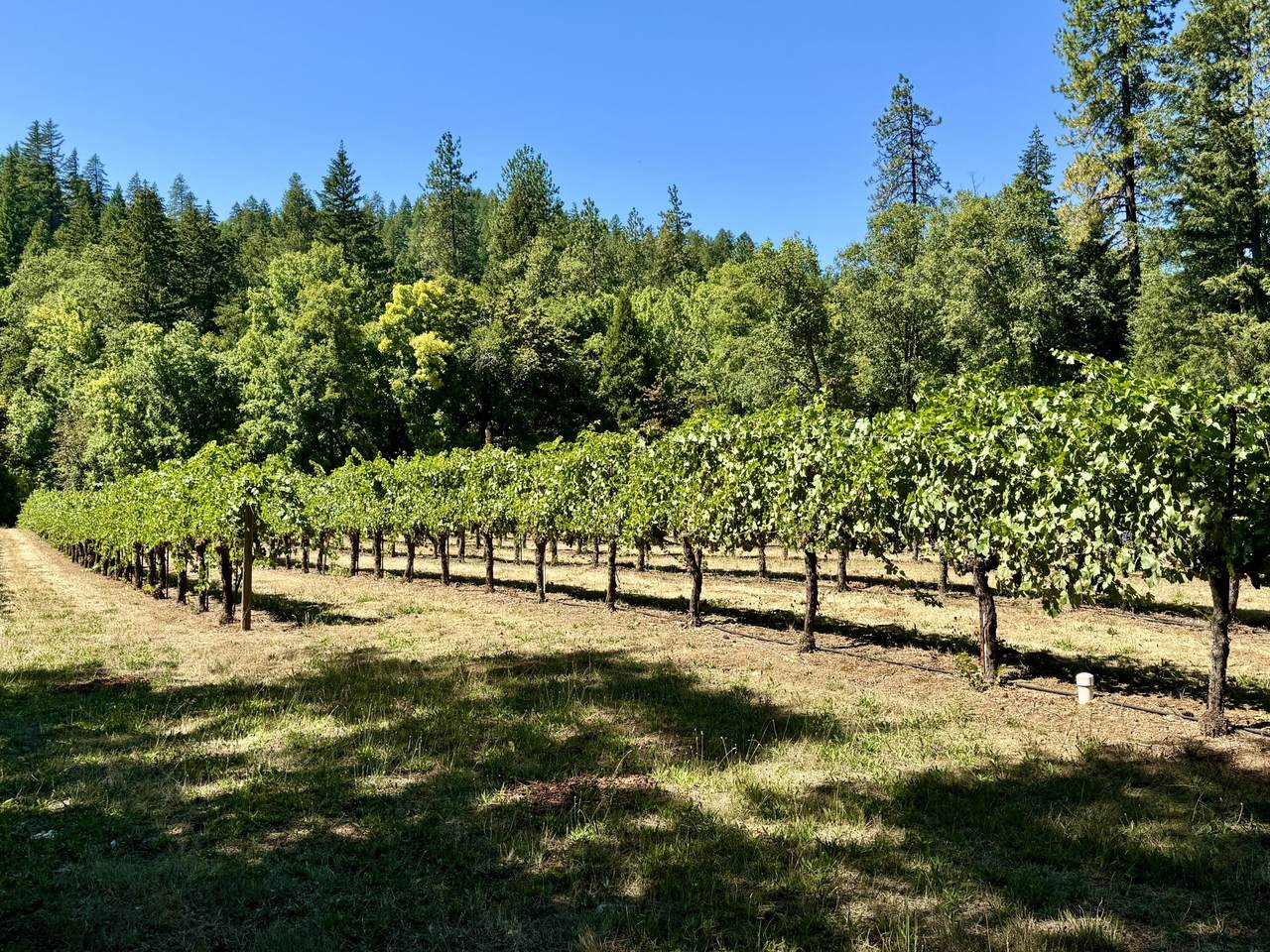 350 Mona Way - Photo 1