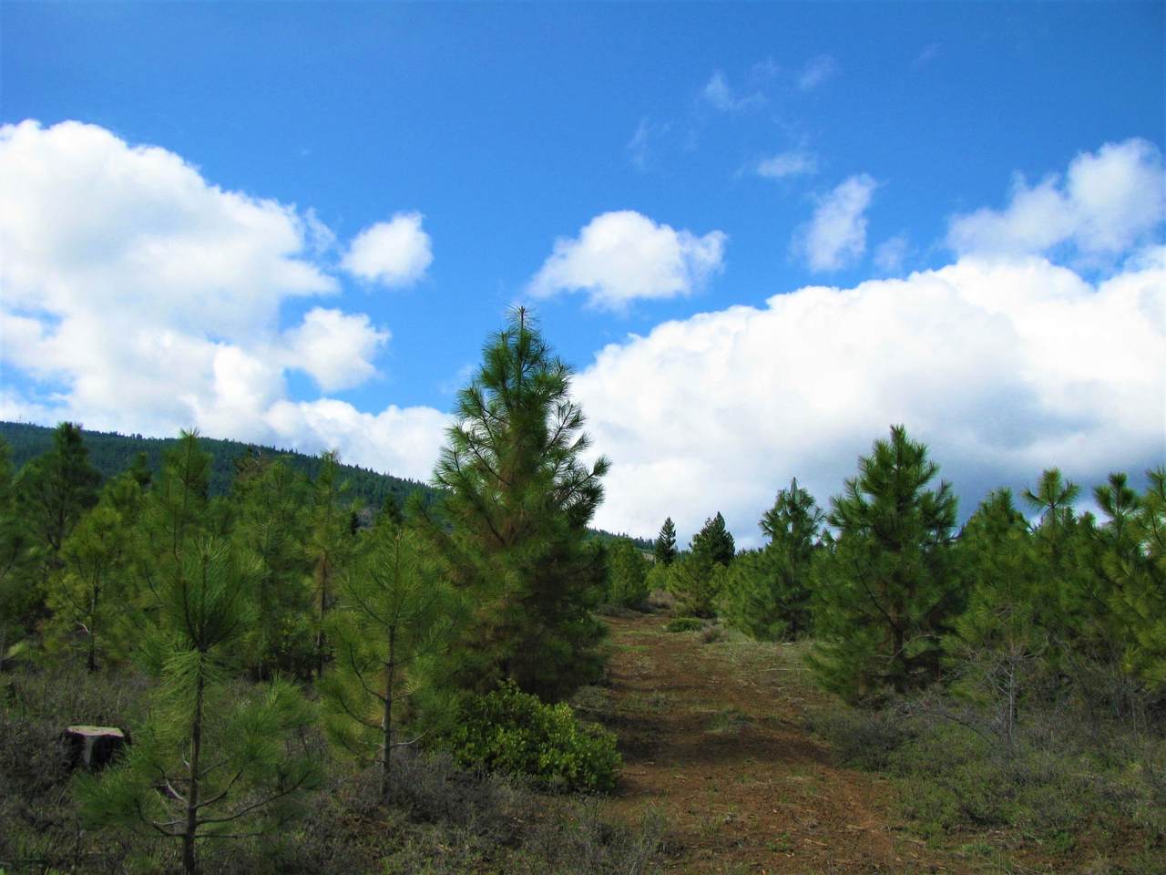 Greensprings Hwy - Photo 1