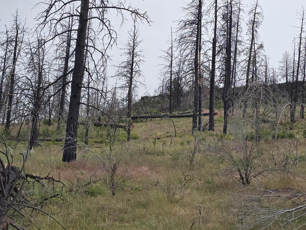 Oregon Pines Road - Photo 1