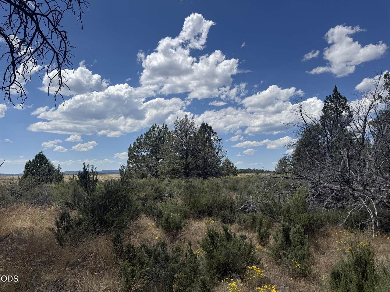 2000 Oregon Pines - Photo 1