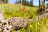36020 Alder Creek Road - Photo 54