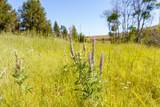 36020 Alder Creek Road - Photo 57