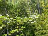 39061101 Bear Wallow Road - Photo 20