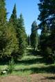 1160 Hyatt Prairie Road - Photo 7