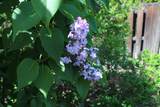 2421 Salvia Way - Photo 4