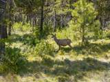 55855 Hashknife Road - Photo 25