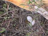  Oregon Pines Road - Photo 9