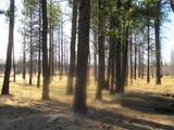 55820 Parazoo Trail - Photo 41