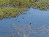 0 Duck Club Court - Photo 22